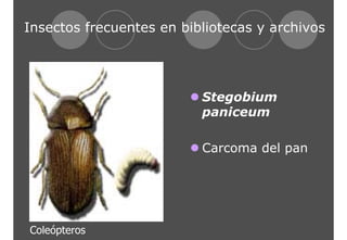 Insectos frecuentes en bibliotecas y archivos 
z Stegobium 
paniceum 
z Carcoma del pan 
Coleópteros 
 