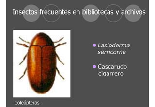 Insectos frecuentes en bibliotecas y archivos 
z Lasioderma 
serricorne 
z Cascarudo 
cigarrero 
Coleópteros 
 