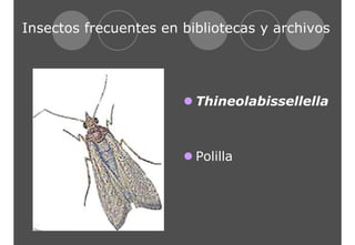 Insectos frecuentes en bibliotecas y archivos 
z Thineolabissellella 
z Polilla 
 