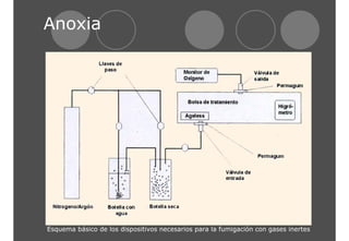Anoxia 
Esquema básico de los dispositivos necesarios para la fumigación con gases inertes 
 