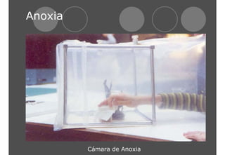 Anoxia 
Cámara de Anoxia 
 