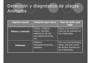 Detección y diagnóstico de plagas 
Animales 
Con sus excrementos, 
dejan marcas como 
de ácidos fuertes en 
los materiales. 
Madera, 
encuadernaciones, 
papeles. 
Palomas 
Dejan excrementos y 
marcas de dientes en 
los materiales. 
Libros, madera, 
cuero, textiles, 
adhesivos de las 
encuadernaciones, 
etc. 
Ratas y ratones 
Tipo de daño que 
deja 
Agente causal Material que ataca 
 