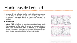 Maniobras de Leopold
• Corresponde a la palpación fetal, a través del abdomen materno,
para identificar la situación, presentación, posición y actitud fetal o
encajamiento. Se deben realizar en gestaciones mayores a 28
semanas.
• 1ra Maniobra
• Actitud Fetal: es la forma en que se disponen las diversas partes
diversas partes del feto entre sí, durante su permanencia en el
útero. Suele ser de flexión activa (o marcada), y el feto parece
tomar la forma de un “ovoide fetal”, postura que le permite ocupar el
menor espacio posible en el interior de la cavidad uterina.
 