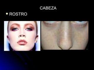 CABEZACABEZA
 ROSTROROSTRO
 