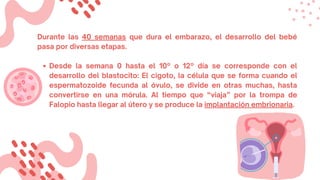 Desde la semana 0 hasta el 10º o 12º día se corresponde con el
desarrollo del blastocito: El cigoto, la célula que se forma cuando el
espermatozoide fecunda al óvulo, se divide en otras muchas, hasta
convertirse en una mórula. Al tiempo que “viaja” por la trompa de
Falopio hasta llegar al útero y se produce la implantación embrionaria.
Durante las 40 semanas que dura el embarazo, el desarrollo del bebé
pasa por diversas etapas.
 