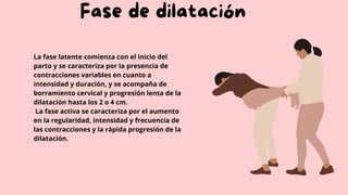 Fase de dilatación
La fase latente comienza con el inicio del
parto y se caracteriza por la presencia de
contracciones variables en cuanto a
intensidad y duración, y se acompaña de
borramiento cervical y progresión lenta de la
dilatación hasta los 2 o 4 cm.
La fase activa se caracteriza por el aumento
en la regularidad, intensidad y frecuencia de
las contracciones y la rápida progresión de la
dilatación.
 