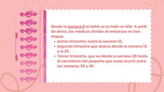 primer trimestre, hasta la semana 12;
segundo trimestre que abarca desde la semana 13
a la 25.
Tercer trimestre, que va desde la semana 26 hasta
el nacimiento del pequeño que suele ocurrir entre
las semanas 36 y 40.
Desde la semana 8 el bebé ya es todo un feto. A partir
de ahora, los médicos dividen el embarazo en tres
etapas:
 