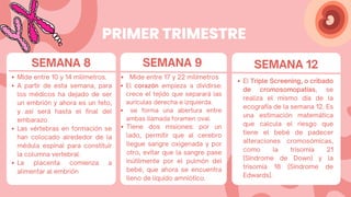 Mide entre 17 y 22 milímetros
El corazón empieza a dividirse:
crece el tejido que separará las
aurículas derecha e izquierda.
se forma una abertura entre
ambas llamada foramen oval.
Tiene dos misiones: por un
lado, permitir que al cerebro
llegue sangre oxigenada y por
otro, evitar que la sangre pase
inútilmente por el pulmón del
bebé, que ahora se encuentra
lleno de líquido amniótico.
PRIMER TRIMESTRE
SEMANA 8 SEMANA 9 SEMANA 12
Mide entre 10 y 14 milímetros.
A partir de esta semana, para
los médicos ha dejado de ser
un embrión y ahora es un feto,
y así será hasta el final del
embarazo
Las vértebras en formación se
han colocado alrededor de la
médula espinal para constituir
la columna vertebral.
La placenta comienza a
alimentar al embrión
El Triple Screening, o cribado
de cromosomopatías, se
realiza el mismo día de la
ecografía de la semana 12. Es
una estimación matemática
que calcula el riesgo que
tiene el bebé de padecer
alteraciones cromosómicas,
como la trisomía 21
(Síndrome de Down) y la
trisomía 18 (Síndrome de
Edwards).
 