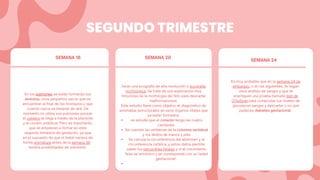 SEGUNDO TRIMESTRE
SEMANA 18 SEMANA 20
SEMANA 24
En los pulmones se están formando los
alvéolos, unos pequeños sacos que se
encuentran al final de los bronquios y que
cuando nazca se llenarán de aire. De
momento no utiliza sus pulmones porque
el oxígeno le llega a través de la placenta
y el cordón umbilical. Pero es importante,
que se empiecen a formar en este
segundo trimestre de gestación, ya que
en el supuesto de que el bebé naciera de
forma prematura-antes de la semana 36 -
tendría posibilidades de sobrevivir.
se estudia que el corazón tenga las cuatro
cavidades
Se cuentan las vértebras de la columna vertebral
y los dedos de manos y pies
Se calcula la circunferencia del abdomen y la
circunferencia cefálica, y estos datos permite
saber los percentiles fetales y si el crecimiento
fetal es armónico y se corresponde con su "edad
gestacional".
harán una ecografía de alta resolución o ecografía
morfológica. Se trata de una exploración muy
minuciosa de la morfología del feto para descartar
malformaciones.
Este estudio tiene como objetivo el diagnóstico de
anomalías estructurales en esos órganos vitales que
ya están formados:
Es muy probable que en la semana 24 de
embarazo, o en las siguientes, te hagan
unos análisis de sangre y que te
practiquen una prueba llamada test de
O'Sullivan para comprobar tus niveles de
glucosa en sangre y descartar o no que
padeces diabetes gestacional.
 