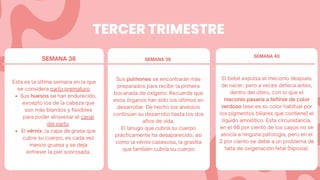 TERCER TRIMESTRE
SEMANA 36 SEMANA 38
SEMANA 40
Sus huesos se han endurecido,
excepto los de la cabeza que
son más blandos y flexibles
para poder atravesar el canal
del parto.
El vérnix, la capa de grasa que
cubre su cuerpo, es cada vez
menos gruesa y se deja
entrever la piel sonrosada.
Esta es la última semana en la que
se considera parto prematuro.
Sus pulmones se encontrarán más
preparados para recibir la primera
bocanada de oxígeno. Recuerda que
esos órganos han sido los últimos en
desarrollar. De hecho los alvéolos
continúan su desarrollo hasta los dos
años de vida.
El lanugo que cubría su cuerpo
prácticamente ha desaparecido, así
como la vérnix casesosa, la grasilla
que también cubría su cuerpo
El bebé expulsa el meconio después
de nacer, pero a veces defeca antes,
dentro del útero, con lo que el
meconio pasaría a teñirse de color
verdoso (ese es su color habitual por
los pigmentos biliares que contiene) el
líquido amniótico. Esta circunstancia,
en el 98 por ciento de los casos no se
asocia a ninguna patología, pero en el
2 por ciento se debe a un problema de
falta de oxigenación fetal (hipoxia).
 