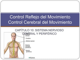 Control Reflejo del Movimiento
Control Cerebral del Movimiento
   CAPÍTULO 10: SISTEMA NERVIOSO
       CENTRAL Y PERIFÉRICO
 