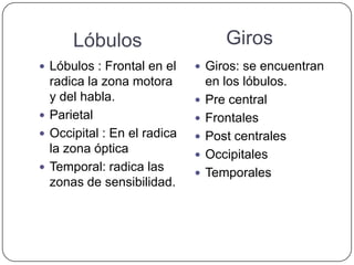 Lóbulos                       Giros
 Lóbulos : Frontal en el     Giros: se encuentran
  radica la zona motora          en los lóbulos.
  y del habla.                  Pre central
 Parietal                      Frontales
 Occipital : En el radica      Post centrales
  la zona óptica                Occipitales
 Temporal: radica las
                                Temporales
  zonas de sensibilidad.
 