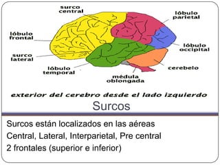 Surcos
Surcos están localizados en las aéreas
Central, Lateral, Interparietal, Pre central
2 frontales (superior e inferior)
 