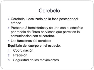 Cerebelo
 Cerebelo. Localizado en la fosa posterior del
  cráneo
 Presenta 2 hemisferios y se une con el encéfalo
  por medio de fibras nerviosas que permiten la
  comunicación con el cerebro.
 Las funciones del cerebelo
Equilibrio del cuerpo en el espacio.
1. Coordinación
2. Precisión
3. Seguridad de los movimientos.
 