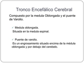 Tronco Encefálico Cerebral
Compuesto por la medula Oblongada y el puente
de Varolio.

  Medula oblongada.
  Situada en la medula espinal.

  Puente de varolio.
 Es un engrosamiento situado encima de la médula
 oblongada y por debajo del cerebelo.
 