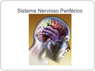 Sistema Nervioso Periférico
 