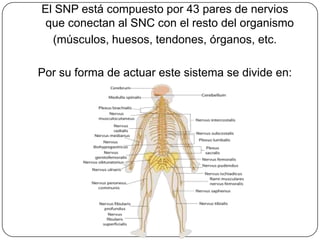 El SNP está compuesto por 43 pares de nervios
 que conectan al SNC con el resto del organismo
  (músculos, huesos, tendones, órganos, etc.

Por su forma de actuar este sistema se divide en:
 