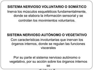 SISTEMA NERVIOSO VOLUNTARIO O SOMÁTICO
Inerva los músculos esqueléticos fundamentalmente,
    donde se elabora la información sensorial y se
        controlan los movimientos voluntarios.



SISTEMA NERVIOSO AUTÓNOMO O VEGETATIVO
  Con características involuntarias que inervan los
   órganos internos, donde se regulan las funciones
                       viscerales

   Por su parte el sistema nervioso autónomo o
 vegetativo, por su acción sobre los órganos internos
                          se
 