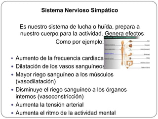 Sistema Nervioso Simpático

   Es nuestro sistema de lucha o huída, prepara a
   nuestro cuerpo para la actividad. Genera efectos
                 Como por ejemplo:

 Aumento de la frecuencia cardiaca.
 Dilatación de los vasos sanguíneos
 Mayor riego sanguíneo a los músculos
  (vasodilatación)
 Disminuye el riego sanguíneo a los órganos
  internos (vasoconstricción)
 Aumenta la tensión arterial
 Aumenta el ritmo de la actividad mental
 