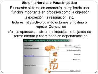 Sistema Nervioso Parasimpático
 Es nuestro sistema de economía, cumpliendo una
  función importante en procesos como la digestión,
           la excreción, la respiración, etc.
   Este es más activo cuando estamos en calma o
                  reposo. Genera los
efectos opuestos al sistema simpático, trabajando de
    forma alterna y coordinada en dependencia de
           las necesidades del organismo.
 