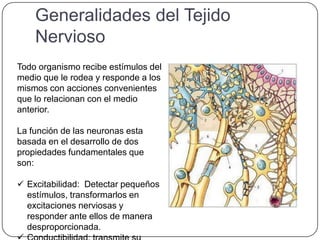 Generalidades del Tejido
    Nervioso
Todo organismo recibe estímulos del
medio que le rodea y responde a los
mismos con acciones convenientes
que lo relacionan con el medio
anterior.

La función de las neuronas esta
basada en el desarrollo de dos
propiedades fundamentales que
son:

 Excitabilidad: Detectar pequeños
  estímulos, transformarlos en
  excitaciones nerviosas y
  responder ante ellos de manera
  desproporcionada.
 