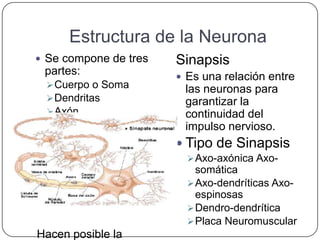 Estructura de la Neurona
 Se compone de tres   Sinapsis
 partes:                Es una relación entre
  Cuerpo o Soma        las neuronas para
  Dendritas            garantizar la
  Axón                 continuidad del
                        impulso nervioso.
                        Tipo de Sinapsis
                          Axo-axónica Axo-
                           somática
                          Axo-dendríticas Axo-
                           espinosas
                          Dendro-dendrítica
                          Placa Neuromuscular
Hacen posible la
 
