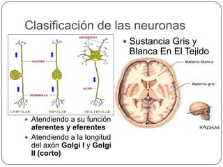 Clasificación de las neuronas
                              Sustancia Gris y
                              Blanca En El Tejido
                              Nervioso.




 Atendiendo a su función
  aferentes y eferentes
 Atendiendo a la longitud
  del axón Golgi I y Golgi
  II (corto)
 