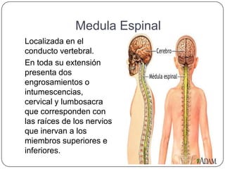Medula Espinal
Localizada en el
conducto vertebral.
En toda su extensión
presenta dos
engrosamientos o
intumescencias,
cervical y lumbosacra
que corresponden con
las raíces de los nervios
que inervan a los
miembros superiores e
inferiores.
 