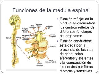 Funciones de la medula espinal
                  Función refleja: en la
                   medula se encuentran
                   los centros reflejos de
                   diferentes funciones
                   del organismo
                  Función conductora:
                   esta dada por la
                   presencia de las vías
                   de conducción
                   aferentes y eferentes
                   y la composición de
                   los nervios por fibras
                   motoras y sensitivas.
 