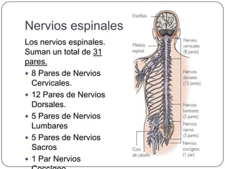 Nervios espinales
Los nervios espinales.
Suman un total de 31
pares.
 8 Pares de Nervios
  Cervicales.
 12 Pares de Nervios
  Dorsales.
 5 Pares de Nervios
  Lumbares
 5 Pares de Nervios
  Sacros
 1 Par Nervios
 