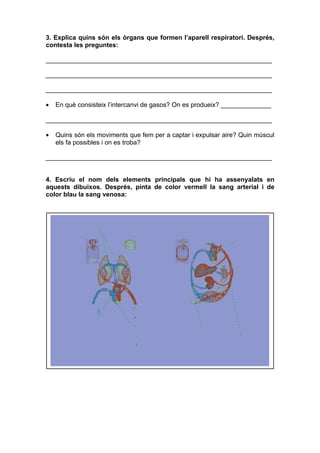 3. Explica quins són els òrgans que formen l’aparell respiratori. Després,
contesta les preguntes:

_______________________________________________________________

_______________________________________________________________

_______________________________________________________________

•   En què consisteix l’intercanvi de gasos? On es produeix? ______________

_______________________________________________________________

•   Quins són els moviments que fem per a captar i expulsar aire? Quin múscul
    els fa possibles i on es troba?

_______________________________________________________________


4. Escriu el nom dels elements principals que hi ha assenyalats en
aquests dibuixos. Després, pinta de color vermell la sang arterial i de
color blau la sang venosa:
 
