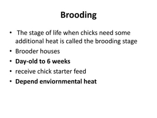 control shed rearing of poultry.pptx