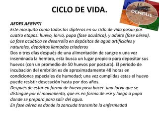 CICLO DE VIDA.AEDES AEGYPTIEste mosquito como todos los dípteros en su ciclo de vida pasan por cuatro etapas: huevo, larva, pupa (fase acuática), y adulto (fase aérea). La fase acuática se desarrolla en depósitos de agua artificiales y naturales, depósitos llamados criaderos Dos o tres días después de una alimentación de sangre y una vez inseminada la hembra, esta busca un lugar propicio para depositar sus huevos (con un promedio de 50 huevos por postura). El periodo de incubación del embrión es de aproximadamente 48 horas en condiciones especiales de humedad; una vez cumplidas estas el huevo puede resistir desecación hasta por dos años.Después de estar en forma de huevo pasa hacer  una larva que se distingue por el movimiento, que es en forma de ese y luego a pupa donde se prepara para salir del agua.En fase aérea es donde la zancuda transmite la enfermedad
