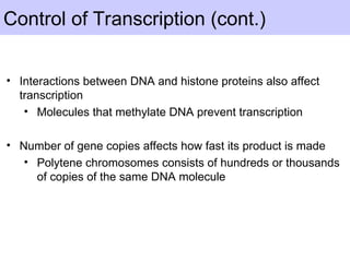Control of Transcription (cont.)
• Interactions between DNA and histone proteins also affect
transcription
• Molecules that methylate DNA prevent transcription
• Number of gene copies affects how fast its product is made
• Polytene chromosomes consists of hundreds or thousands
of copies of the same DNA molecule
 