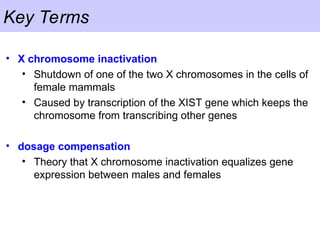 Key Terms
• X chromosome inactivation
• Shutdown of one of the two X chromosomes in the cells of
female mammals
• Caused by transcription of the XIST gene which keeps the
chromosome from transcribing other genes
• dosage compensation
• Theory that X chromosome inactivation equalizes gene
expression between males and females
 