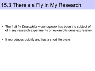 15.3 There’s a Fly in My Research
• The fruit fly Drosophila melanogaster has been the subject of
of many research experiments on eukaryotic gene expression
• It reproduces quickly and has a short life cycle
 
