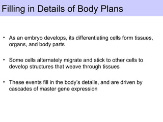 Filling in Details of Body Plans
• As an embryo develops, its differentiating cells form tissues,
organs, and body parts
• Some cells alternately migrate and stick to other cells to
develop structures that weave through tissues
• These events fill in the body’s details, and are driven by
cascades of master gene expression
 