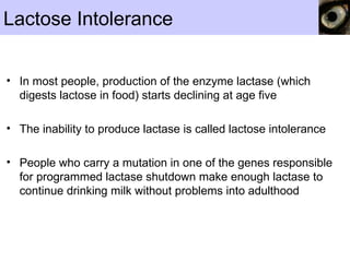 Lactose Intolerance
• In most people, production of the enzyme lactase (which
digests lactose in food) starts declining at age five
• The inability to produce lactase is called lactose intolerance
• People who carry a mutation in one of the genes responsible
for programmed lactase shutdown make enough lactase to
continue drinking milk without problems into adulthood
 