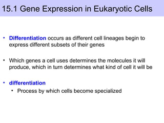 15.1 Gene Expression in Eukaryotic Cells
• Differentiation occurs as different cell lineages begin to
express different subsets of their genes
• Which genes a cell uses determines the molecules it will
produce, which in turn determines what kind of cell it will be
• differentiation
• Process by which cells become specialized
 