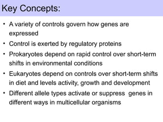 Key Concepts:
• A variety of controls govern how genes are
expressed
• Control is exerted by regulatory proteins
• Prokaryotes depend on rapid control over short-term
shifts in environmental conditions
• Eukaryotes depend on controls over short-term shifts
in diet and levels activity, growth and development
• Different allele types activate or suppress genes in
different ways in multicellular organisms
 
