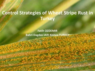 Control Strategies of Wheat Stripe Rust in
Turkey
Fatih OZDEMIR
Bahri Dagdas IARI-Konya-TURKEY
 