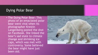 Dying Polar Bear
• The Dying Polar Bear: This
photo of an emaciated polar
bear went viral when its
photographer Krestin
Langenberg posted the shot
on Facebook. She linked the
bear’s sad state to climate
change and shrinking ice
caps, which was met with
controversy. Some believed
the bear might have just
been old.
 