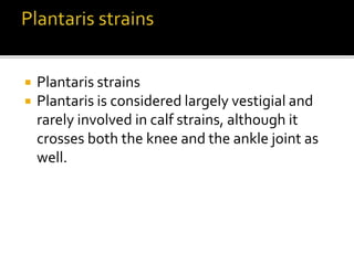  Plantaris strains
 Plantaris is considered largely vestigial and
rarely involved in calf strains, although it
crosses both the knee and the ankle joint as
well.
 
