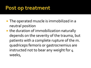  The operated muscle is immobilized in a
neutral position
 the duration of immobilization naturally
depends on the severity of the trauma, but
patients with a complete rupture of the m.
quadriceps femoris or gastrocnemius are
instructed not to bear any weight for 4
weeks,
 