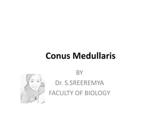 Conus Medullaris
BY
Dr. S.SREEREMYA
FACULTY OF BIOLOGY
 