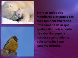 Entre os pelos dos 
mamíferos e as penas das 
aves também fica retida 
uma camada de ar que 
ajuda a diminuir a perda 
de calor do corpo, a 
gordura acumulada na 
pele também é um 
isolante térmico. 
 
