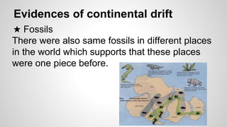 Evidences of continental drift
★ Fossils
There were also same fossils in different places
in the world which supports that these places
were one piece before.
 