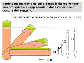 Il primo meccanismo da cui dipende il ritorno venoso
cerebro-spinale è rappresentato dalla variazione di
postura del soggetto
 