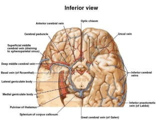 VENE PROFONDE E SOTTOEPENDIMALI DEL
CERVELLO
 