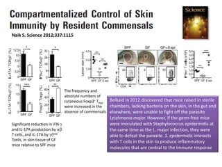 Naik S. Science 2012;337:1115
Significant reduction in IFN-
and IL-17A production by
T cells, and IL-17A by low
Tcells, in skin tissue of GF
mice relative to SPF mice
The frequency and
absolute numbers of
cutaneous Foxp3+ Tregs
were increased in the
absence of commensals
Belkaid in 2012 discovered that mice raised in sterile
chambers, lacking bacteria on the skin, in the gut and
elsewhere, were unable to fight off the parasite
Leishmania major. However, if the germ-free mice
were inoculated with Staphylococcus epidermidis at
the same time as the L. major infection, they were
able to defeat the parasite. S. epidermidis interacts
with T cells in the skin to produce inflammatory
molecules that are central to the immune response
 